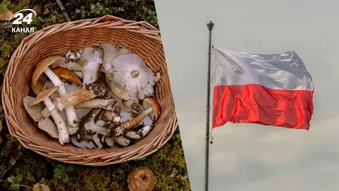 Осінні гриби Польщі: 8 видів для повного кошика та штрафи за збір