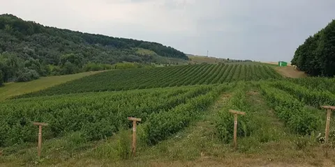 Україна встановила рекорд виручки від експорту замороженої малини